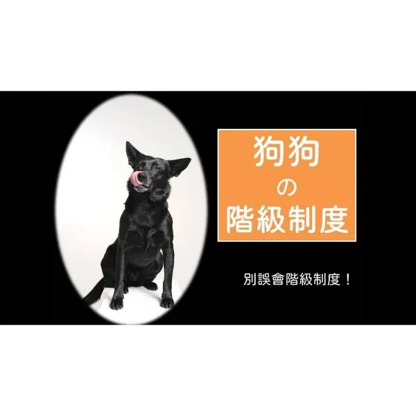 狗狗的階級制度｜別誤會階級制度！服從訓練的根源｜S蓋