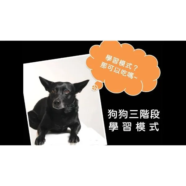 狗狗三階段的學習模式｜S蓋