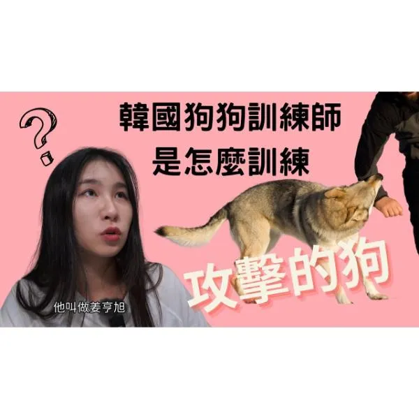 韓國狗狗訓練師姜亨旭是怎麼訓練攻擊的狗？