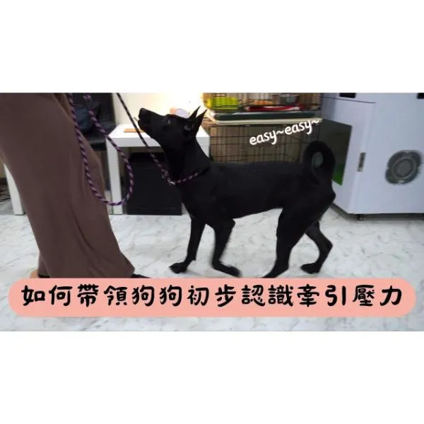 【S蓋】如何帶領狗狗初步認識牽引壓力？