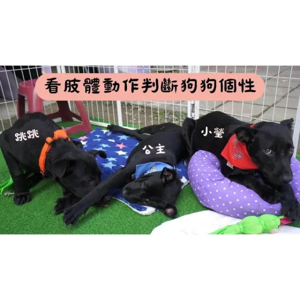 【S蓋】透過肢體動作初步判斷狗狗個性｜跳跳、公主、小瑩