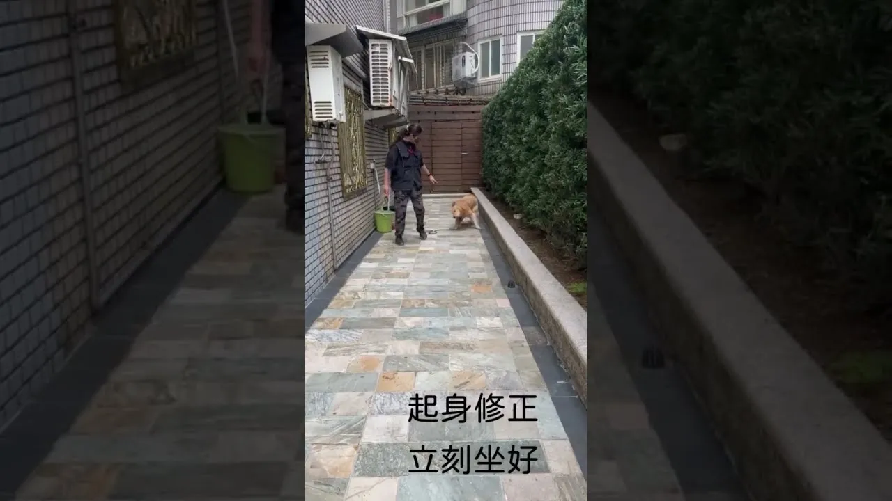 日常基礎訓練 #狗狗訓練