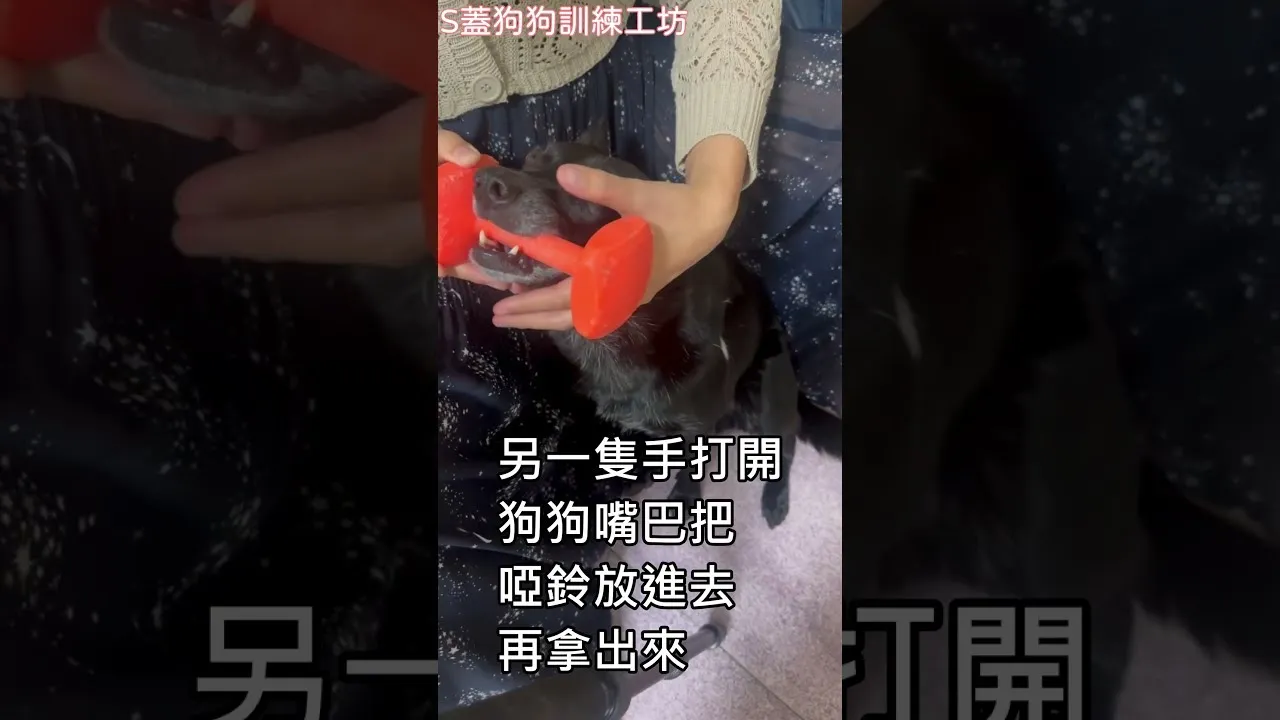 教狗狗咬咬