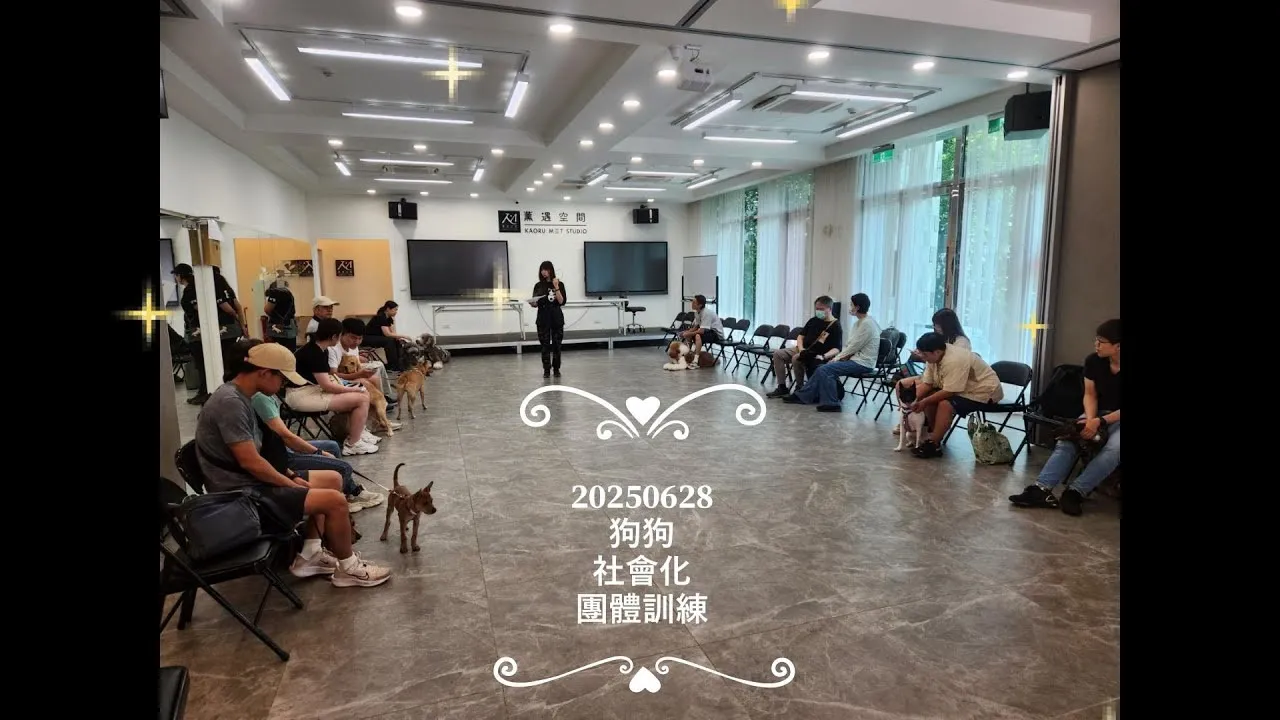 20250628狗狗社會化團體訓練紀錄