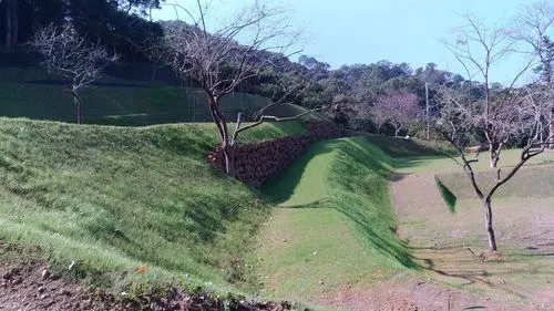 黑麥草