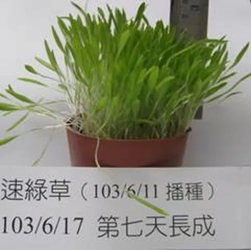 速綠草