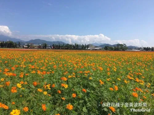 黃波斯菊