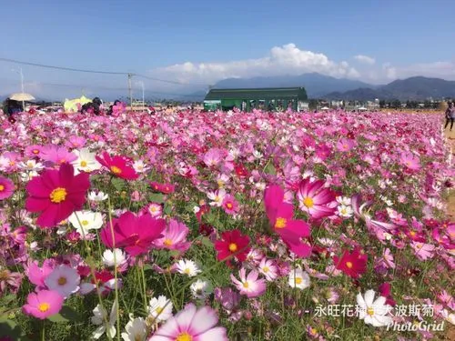 大波斯菊