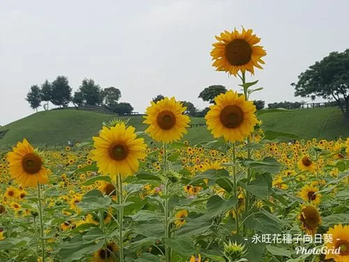 向日葵