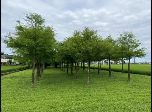 類地毯草