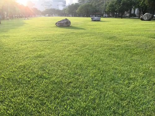 假儉草