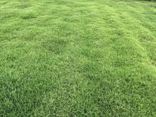 百慕達草