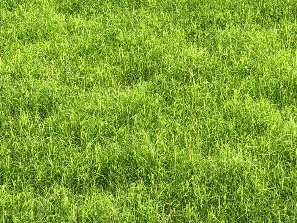 草皮種子