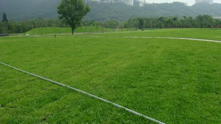 草皮種植