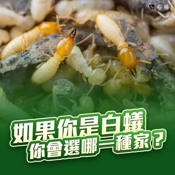 如果你是白蟻，你會選哪一種家?