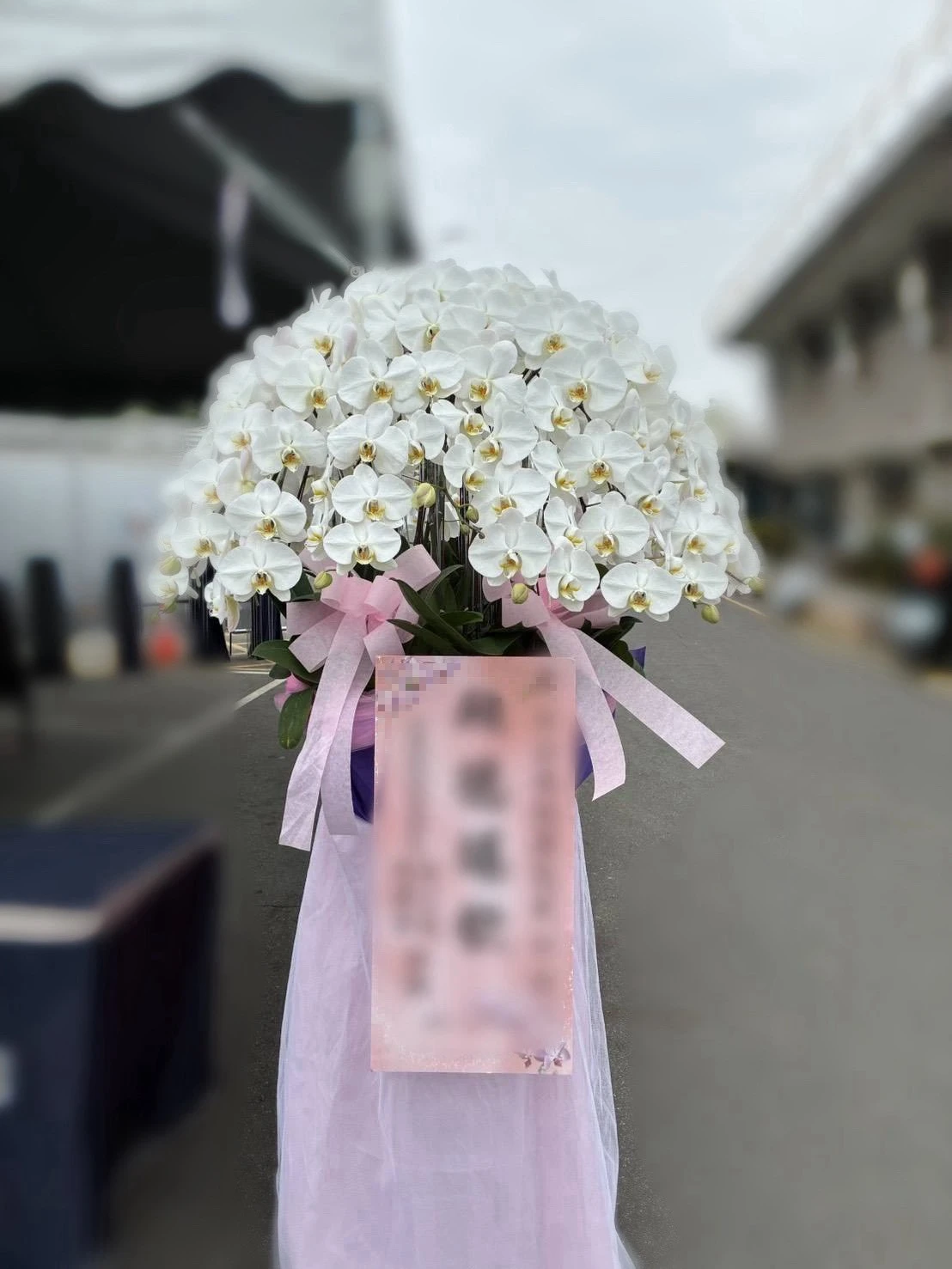 高盆蘭花、水母蘭花（皆可依歲數調配顏色）