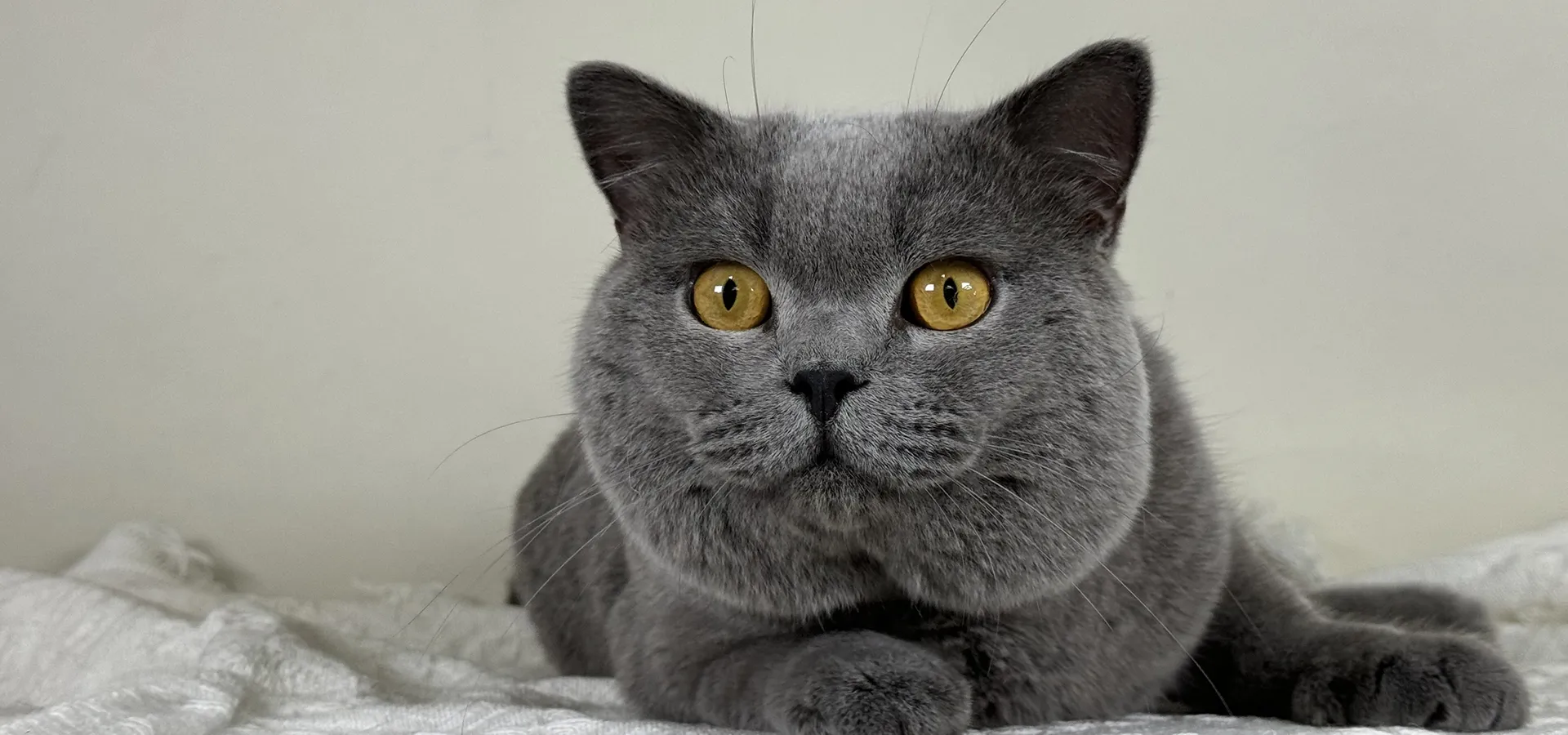 好田糸貓日子-貓舍,英短貓舍,英短貓買賣,新竹貓舍,湖口英短貓舍