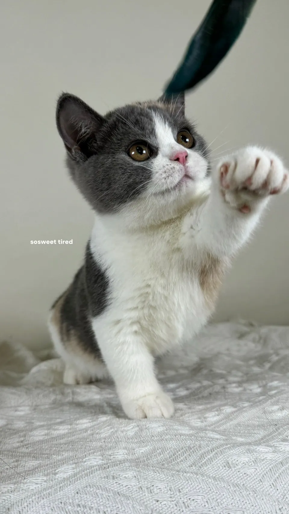 曼赤肯貓行動會比較不方便嗎？/曼赤肯貓舍/新竹曼赤肯貓舍