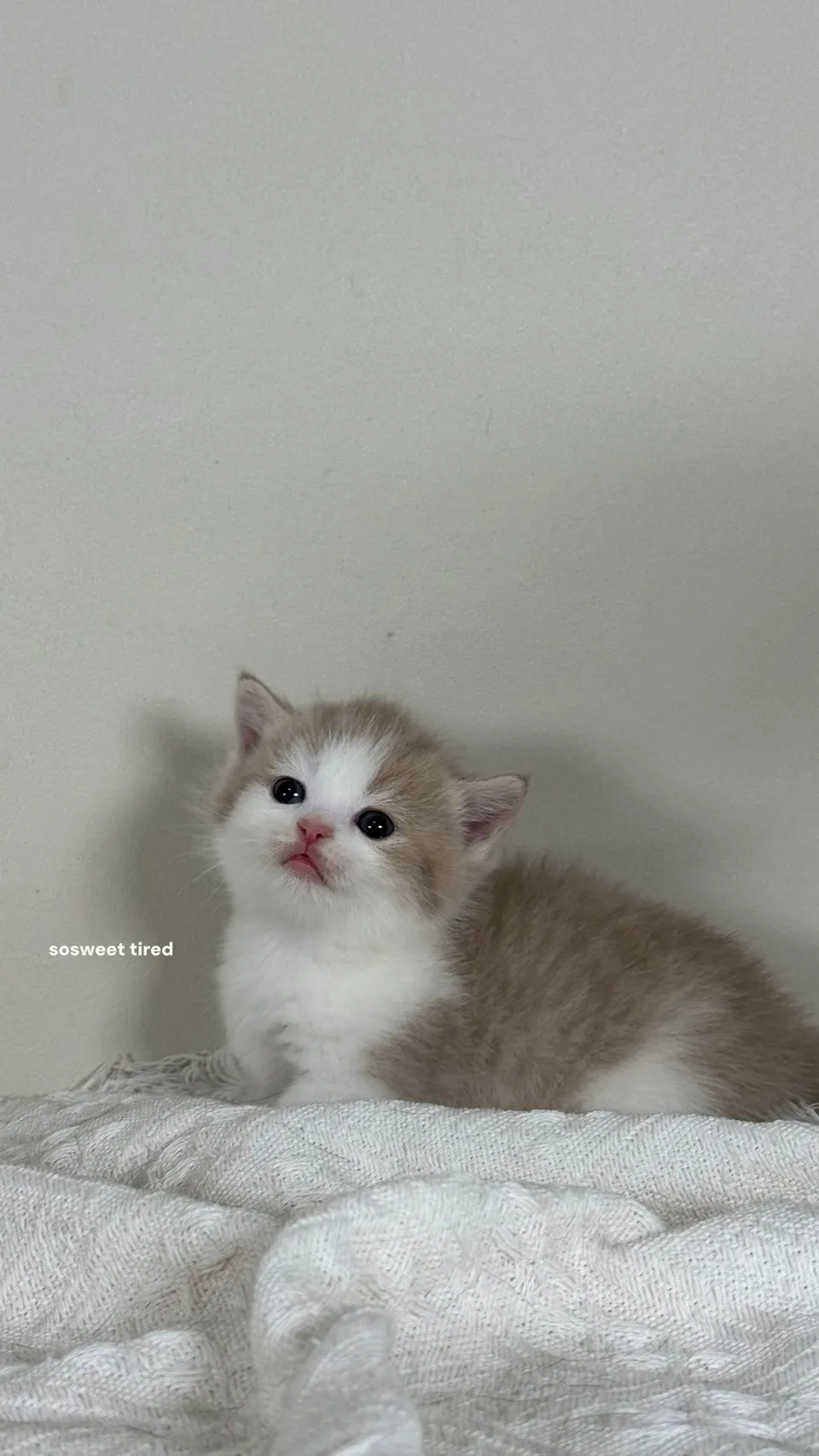 曼赤肯貓適合第一次養貓的人嗎？/曼赤肯幼貓/新竹曼赤肯幼貓