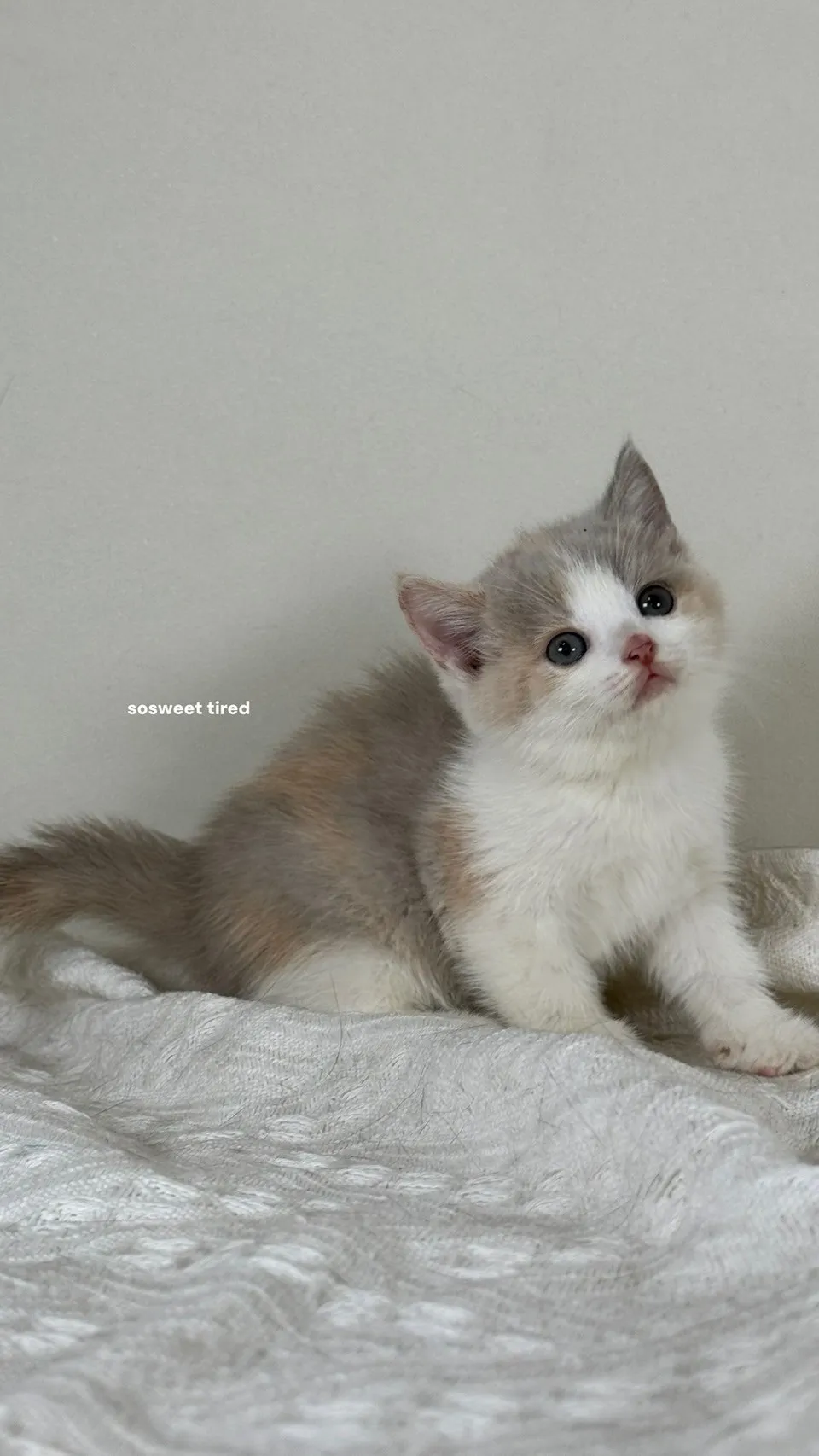 英短貓適合與其他寵物同住嗎？/英短幼貓買賣/新竹英短幼貓買賣