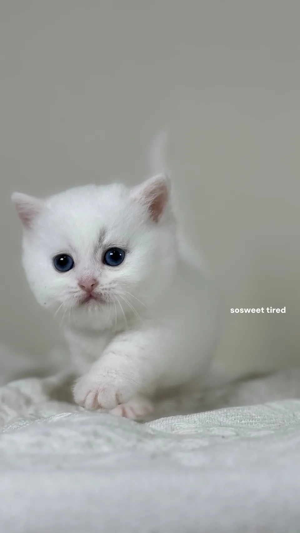 英短貓需要特別照顧毛髮嗎？/英短幼貓/新竹英短幼貓