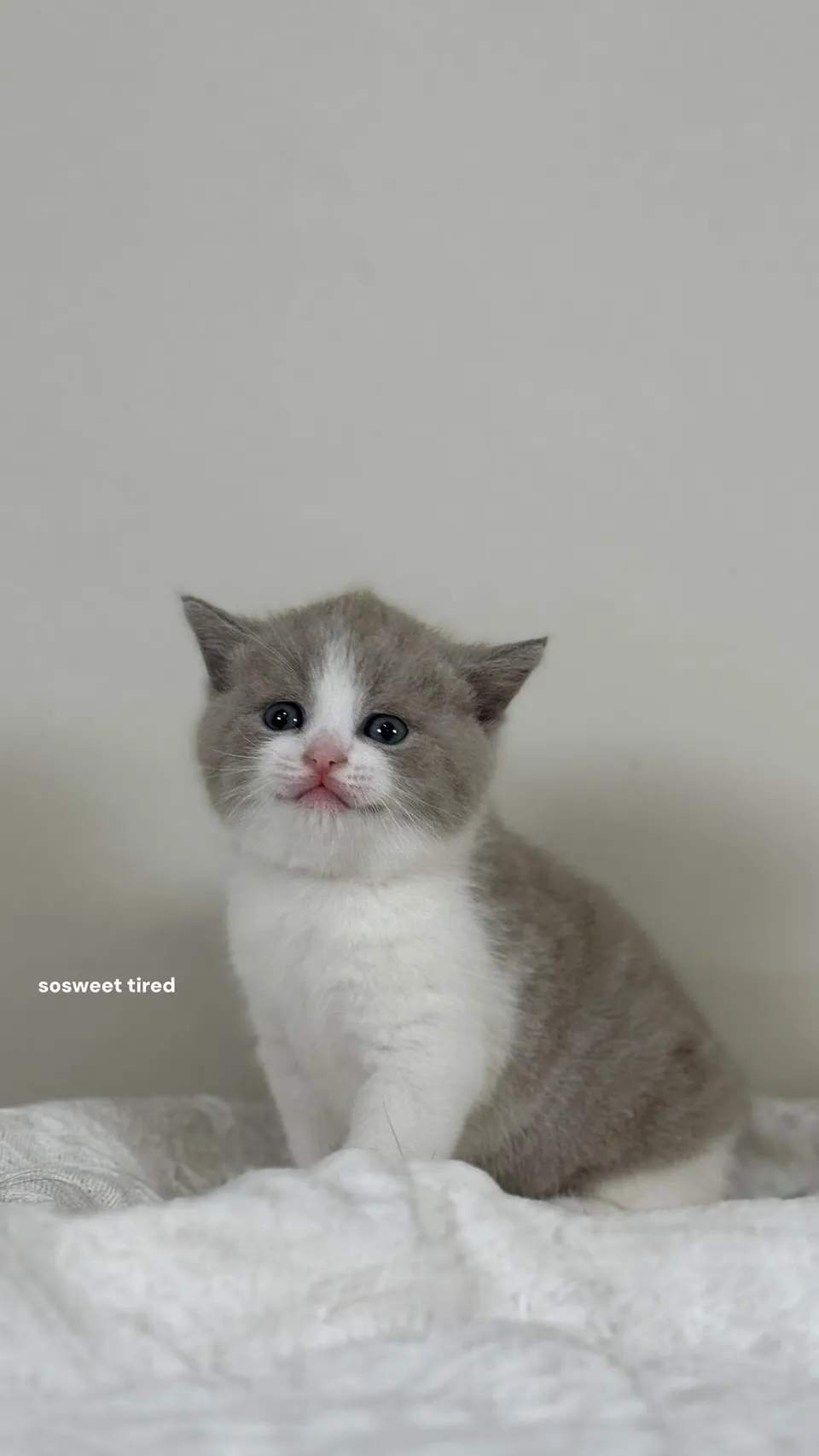 英短貓的個性真的比較穩定嗎？/英短貓舍/新竹英短貓舍