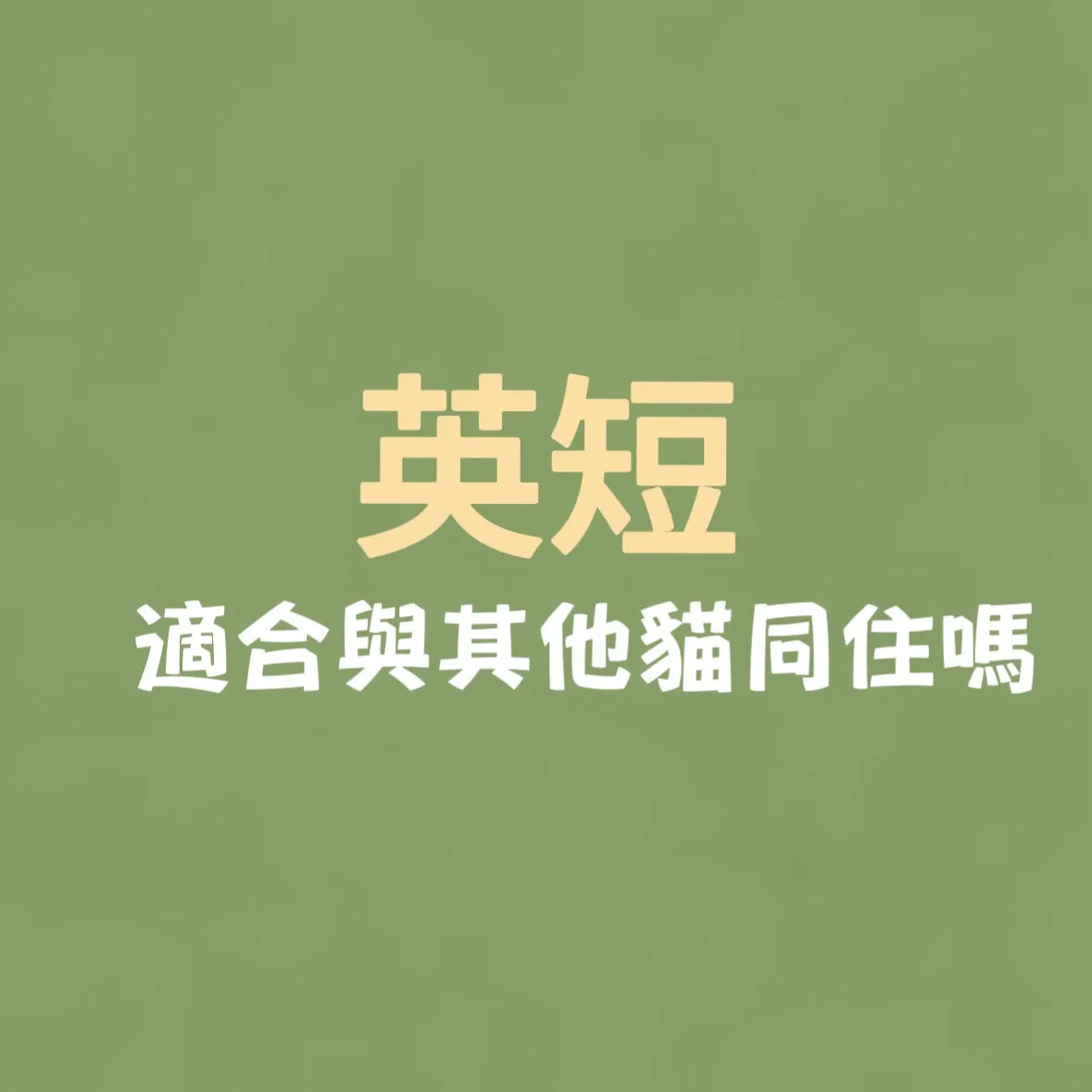英短貓適合與其他寵物同住嗎？/英短幼貓買賣/新竹英短幼貓買賣