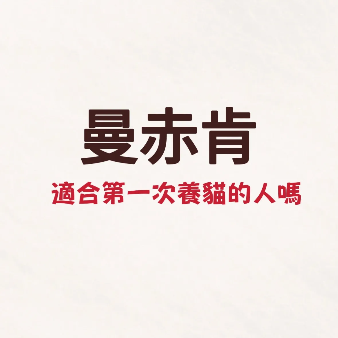 曼赤肯貓適合第一次養貓的人嗎？/曼赤肯幼貓/新竹曼赤肯幼貓