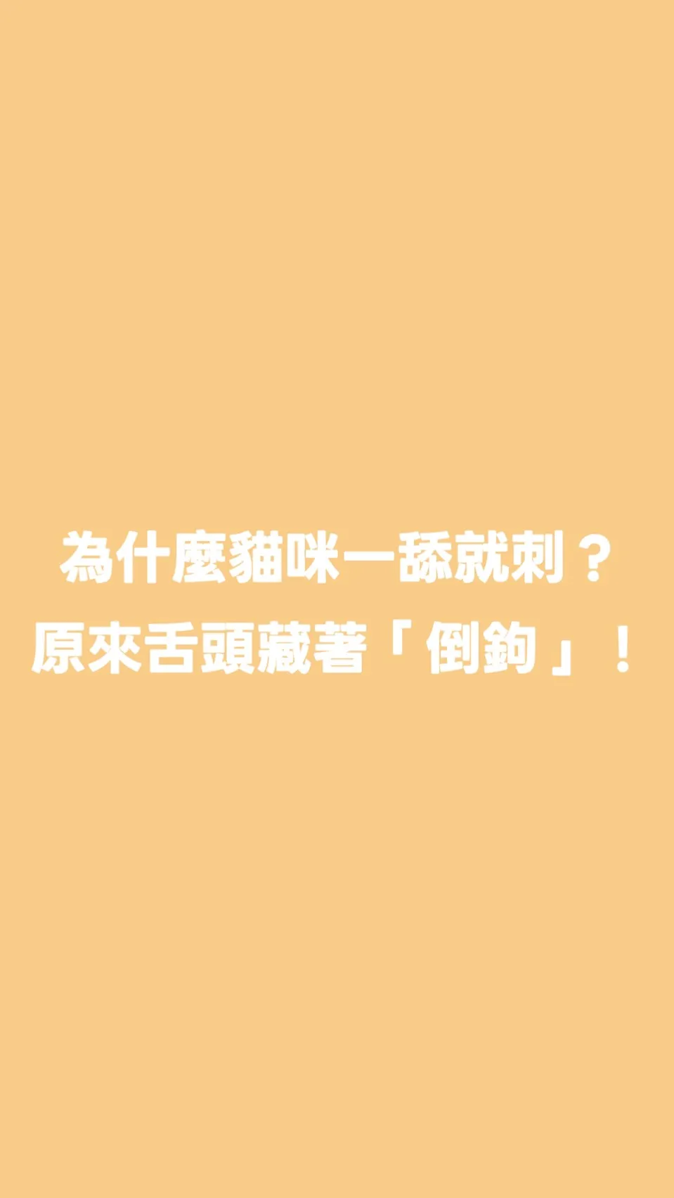 為什麼貓咪一舔就刺？原來舌頭藏著「倒鉤」！