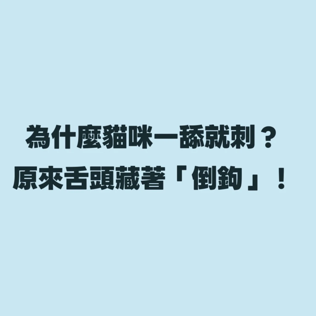 為什麼貓咪一舔就刺？原來舌頭藏著「倒鉤」！