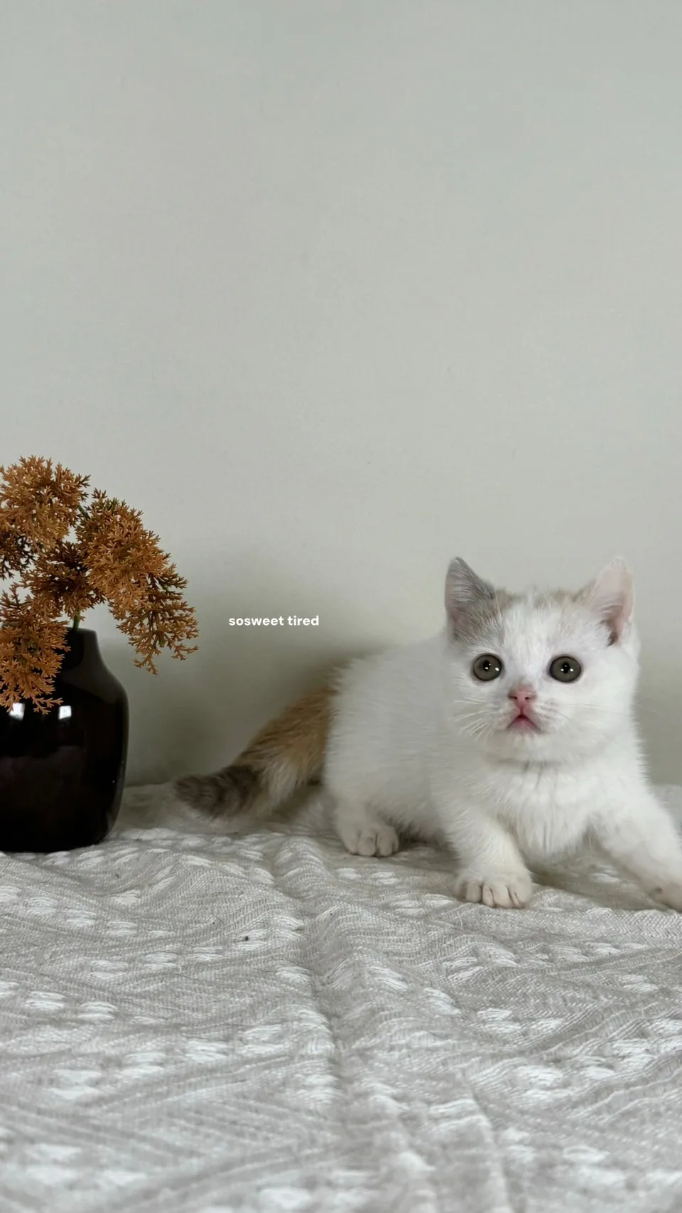 三花曼赤肯（Hito)