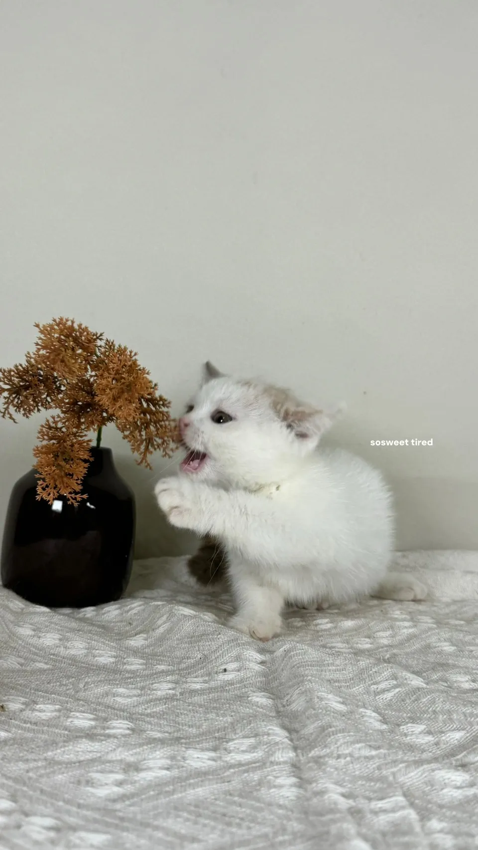 三花曼赤肯（Hito)