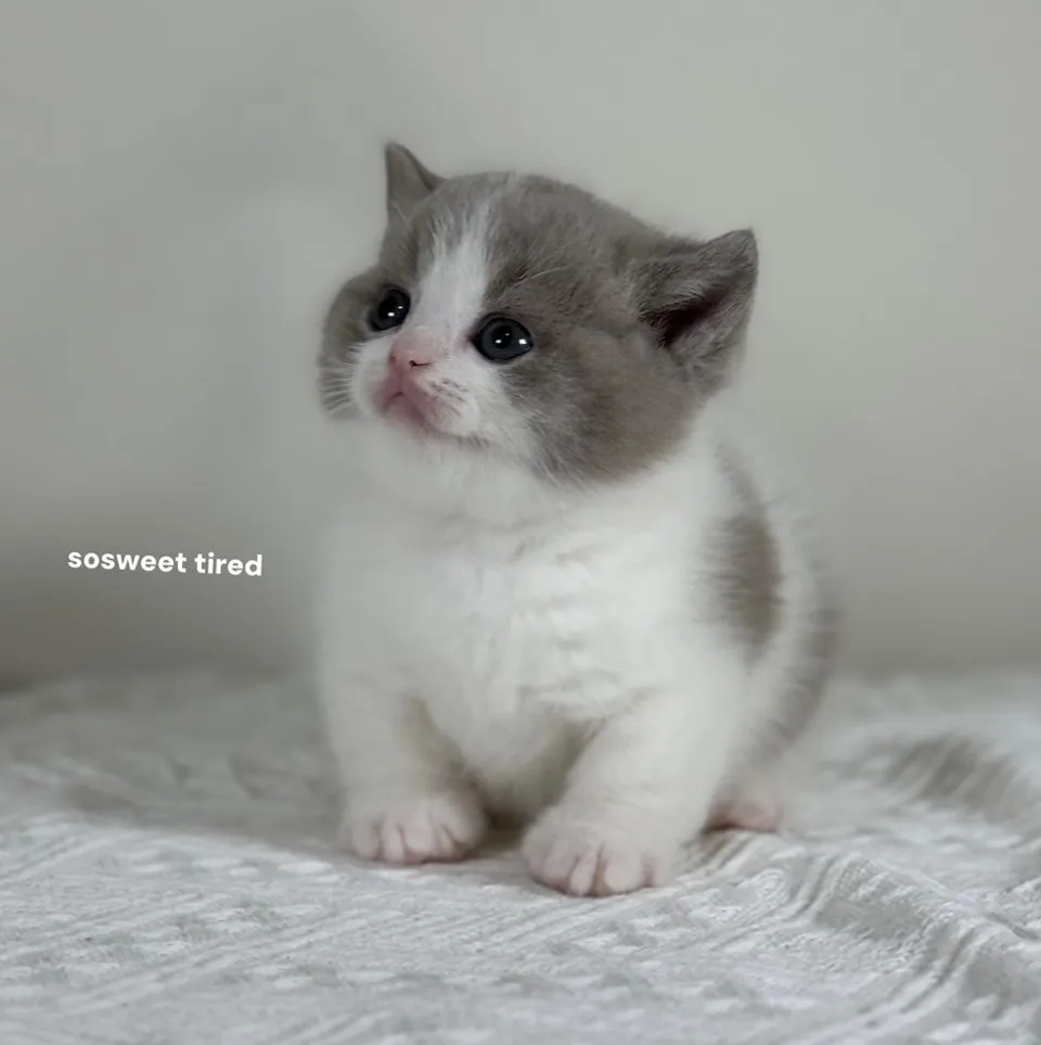 【已售出】紫丁香賓士曼赤肯（熊熊）