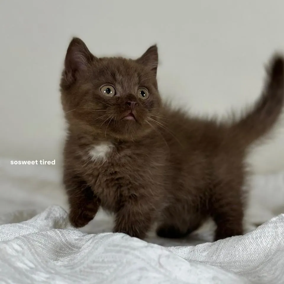 【已售出】巧克力加白曼赤肯（chocho)