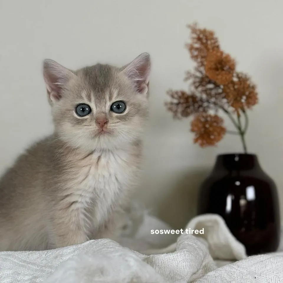 【已售出】藍金漸層英國短毛貓（Alice)