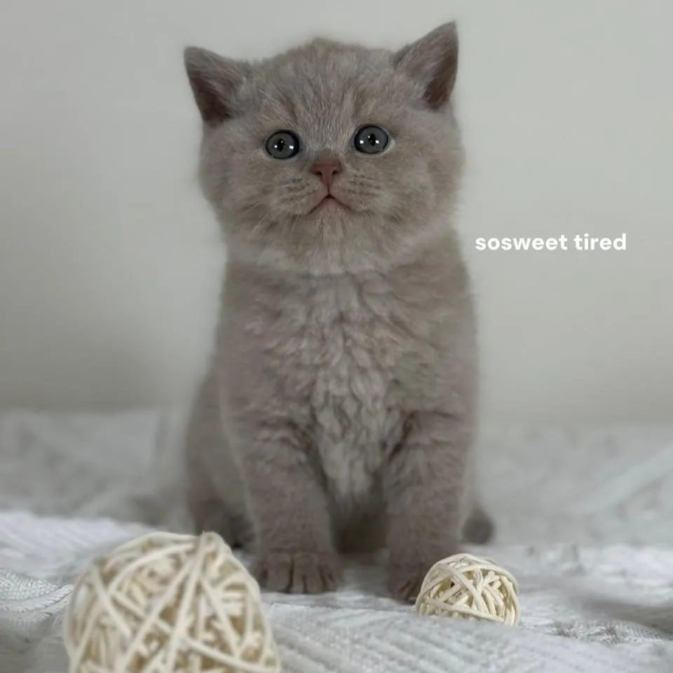 【已售出】紫丁香英國短毛貓（毛毛）