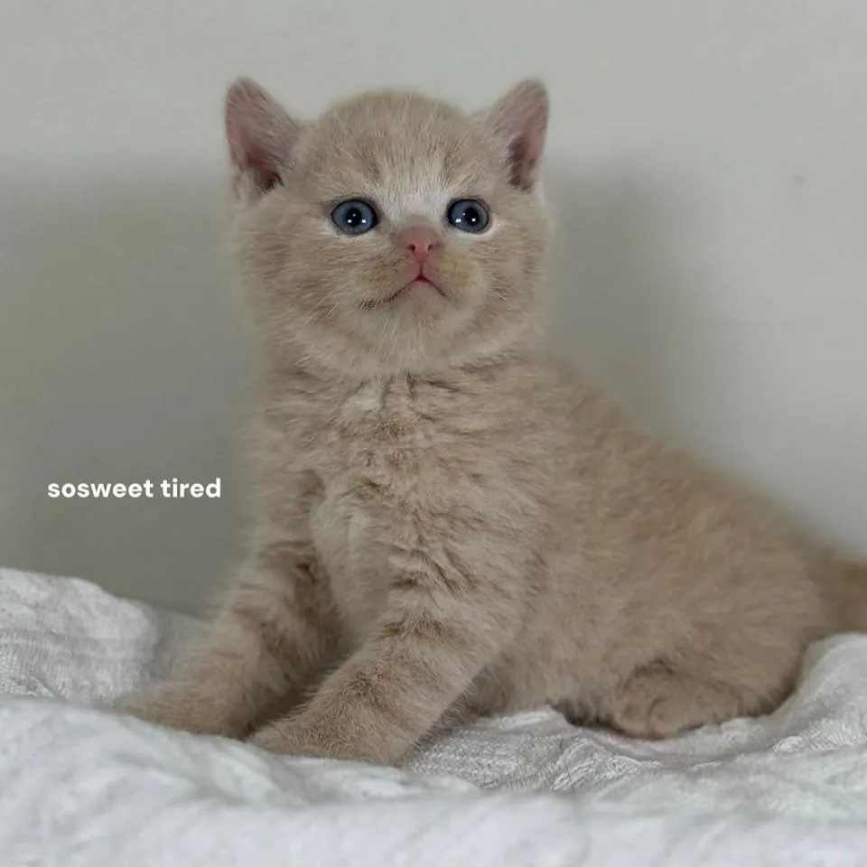 【已售出】乳色英國短毛貓