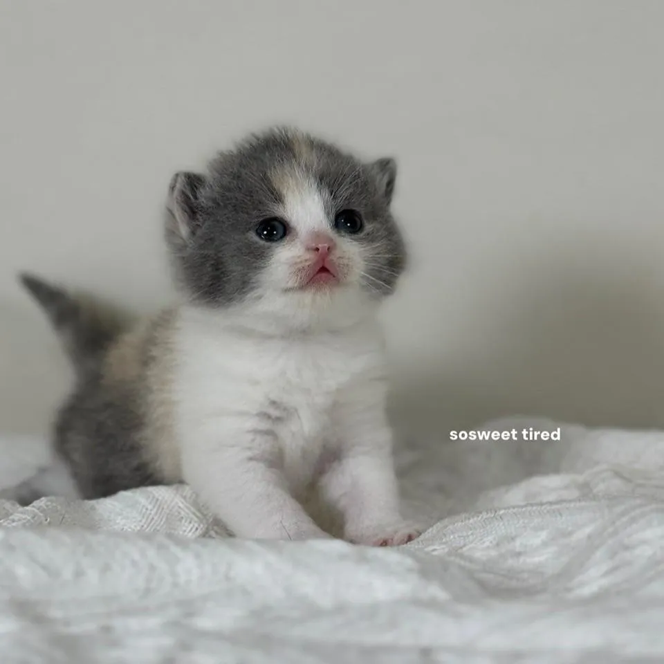 【已售出】藍三花賓士英國短毛貓