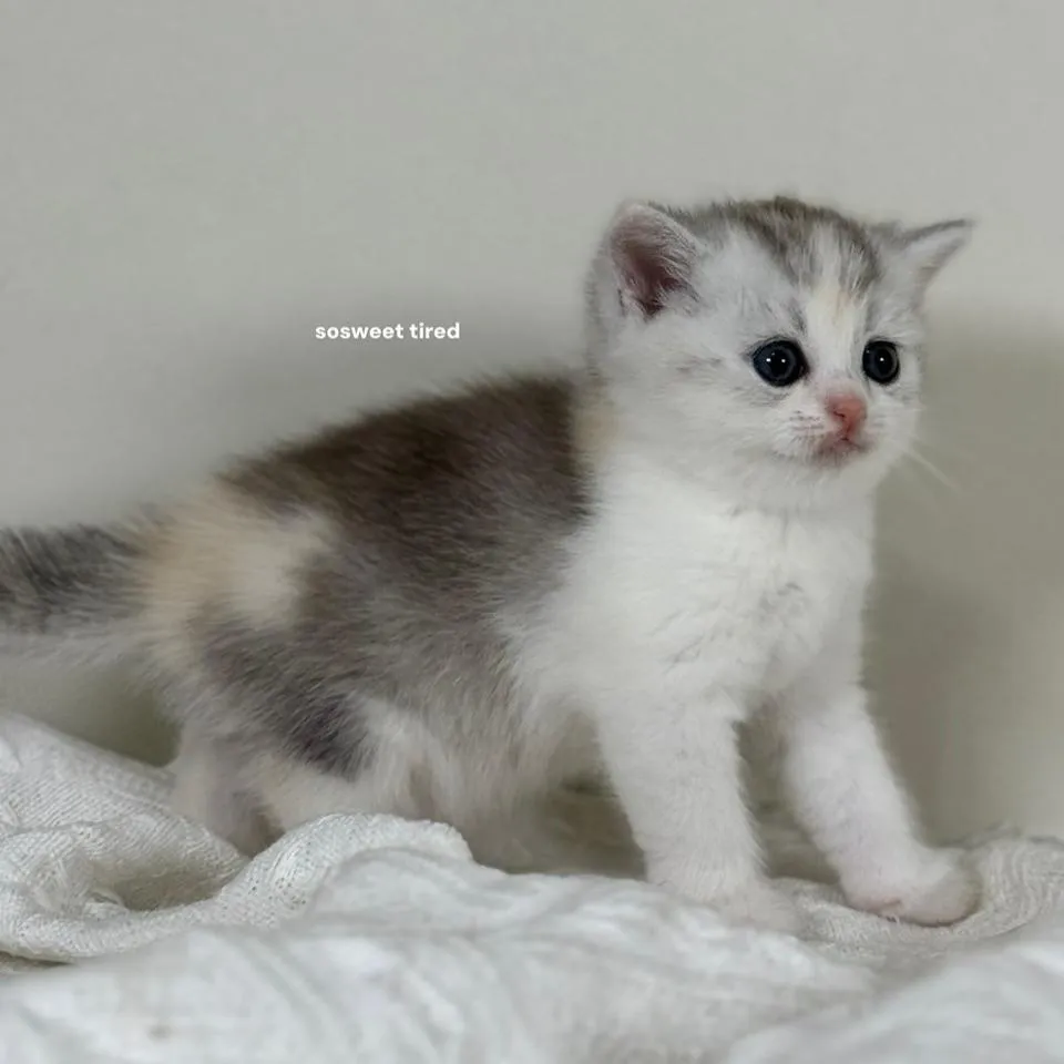 【已售出】三花英國短毛貓（雪寶）