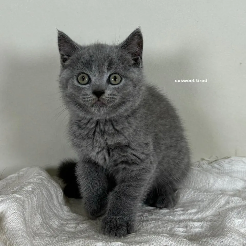 【已售出】藍英國短毛貓（米娜）