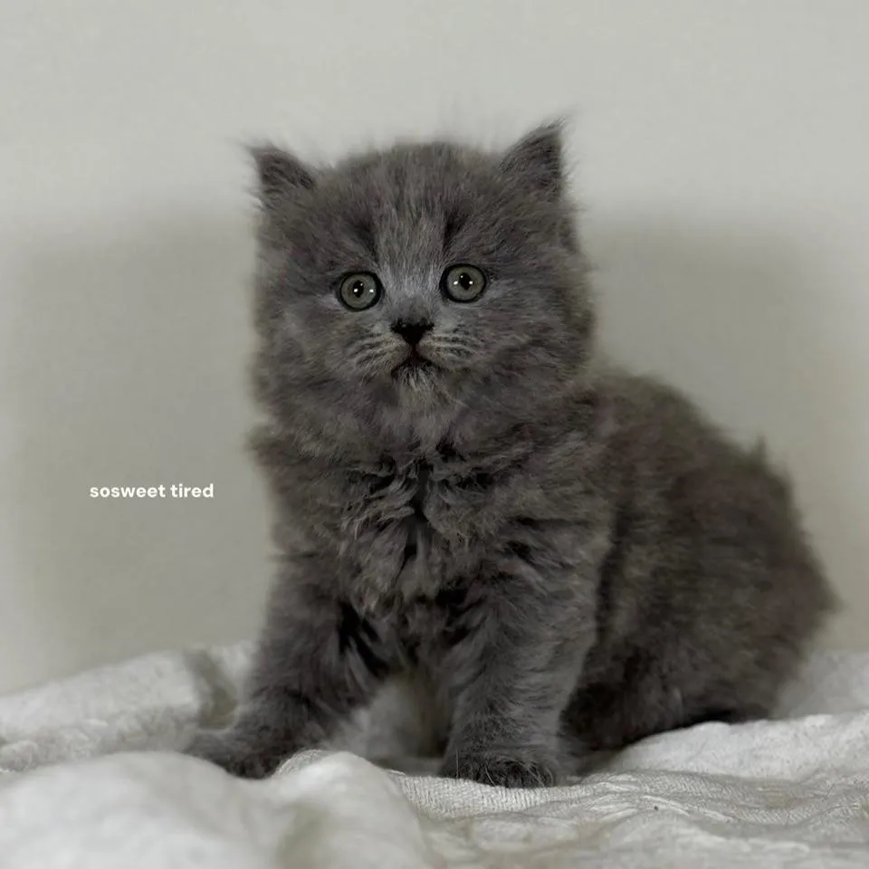 藍英國長毛貓（娜）