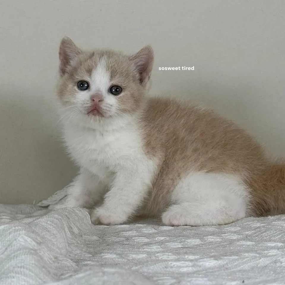 乳白賓士英國短毛貓（Sandy）