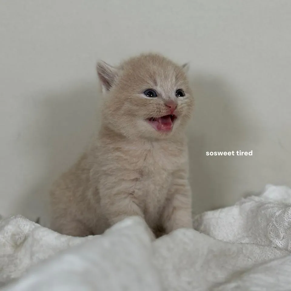 乳色英國短毛貓（小斑）