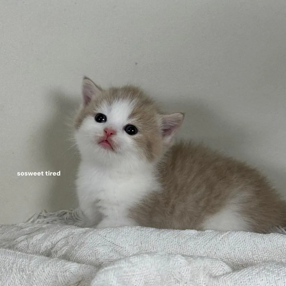 小鹿色賓士曼赤肯（柑）