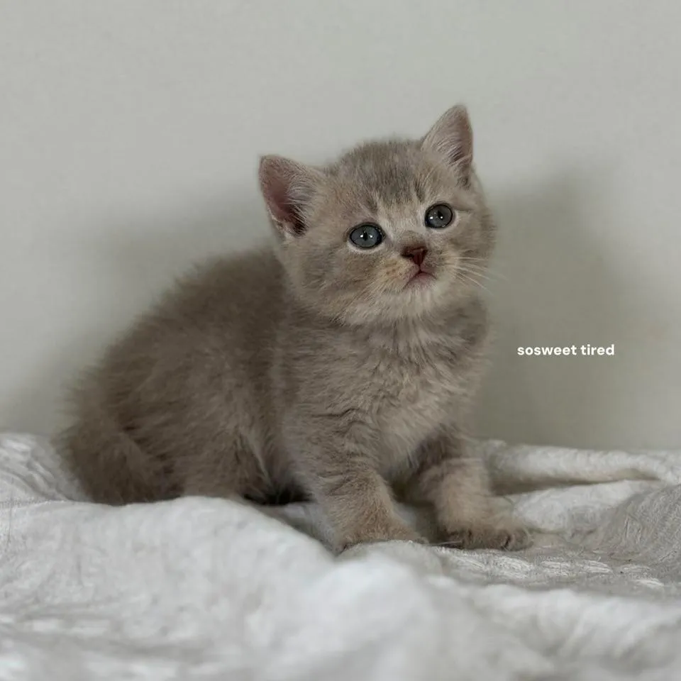 小鹿色英國短毛貓（小斑）