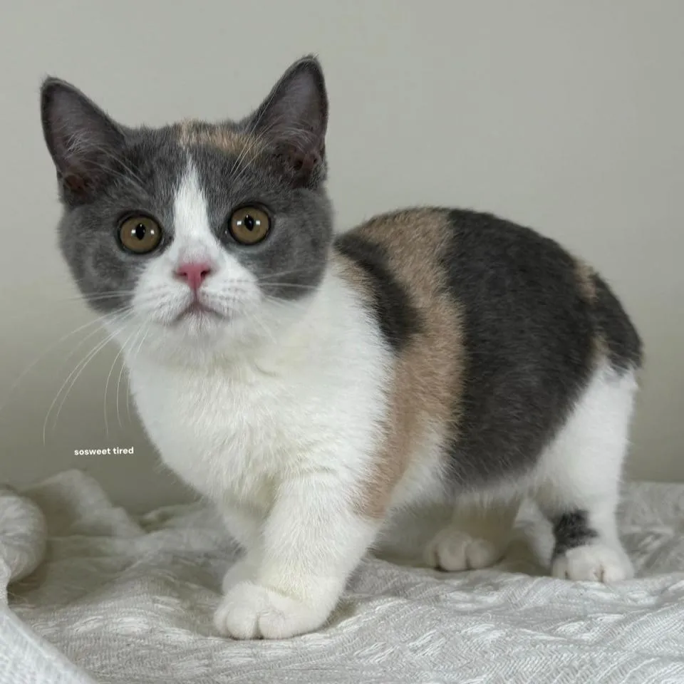 【已售出】藍三花賓士曼赤肯（Neko）