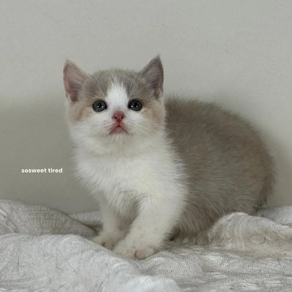 【已售出】紫三花賓士英國短毛貓（Hito）