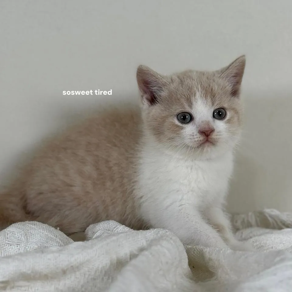 【已售出】乳白賓士英國短毛貓（奶茶）