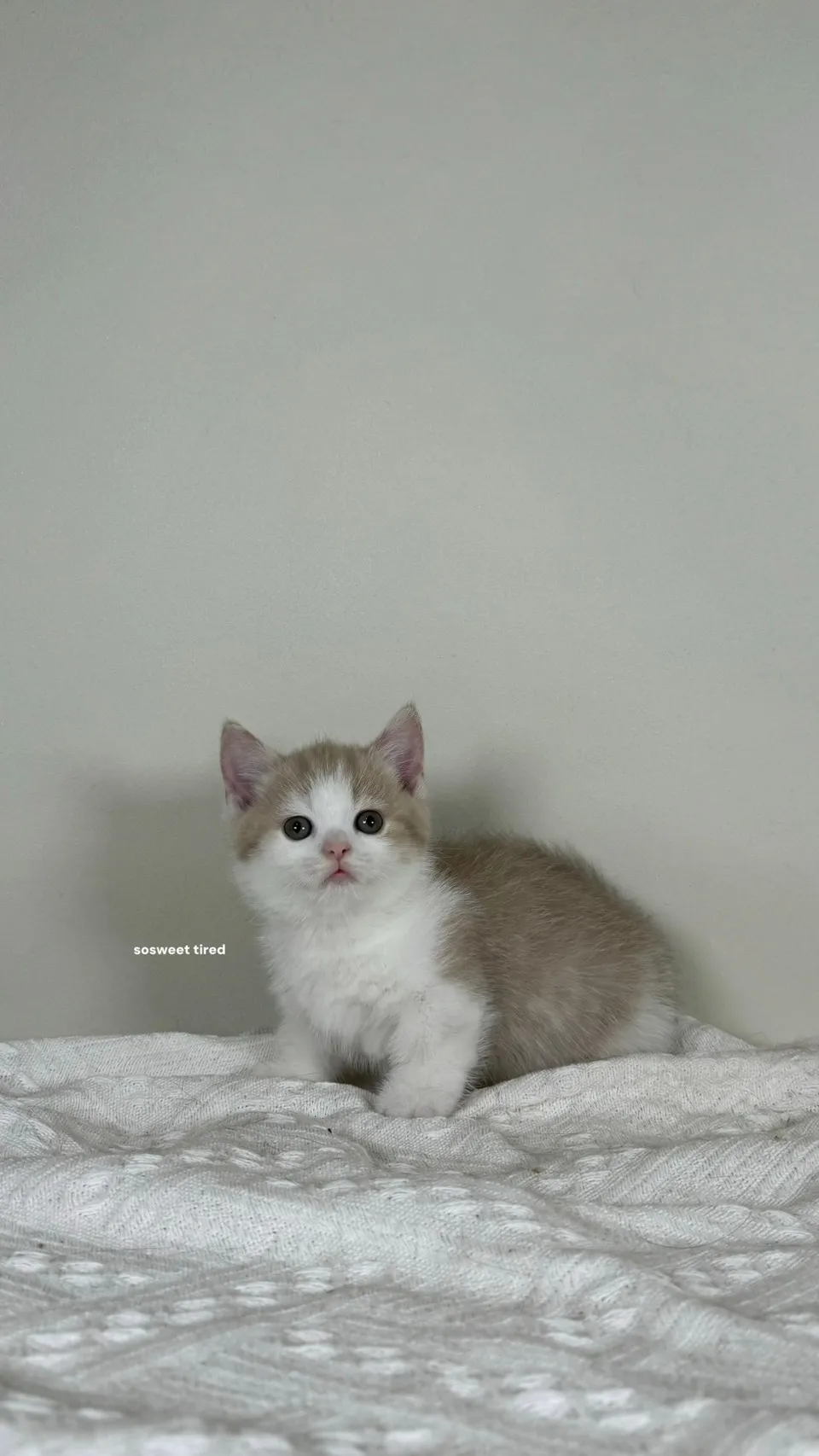 小鹿加白曼赤肯