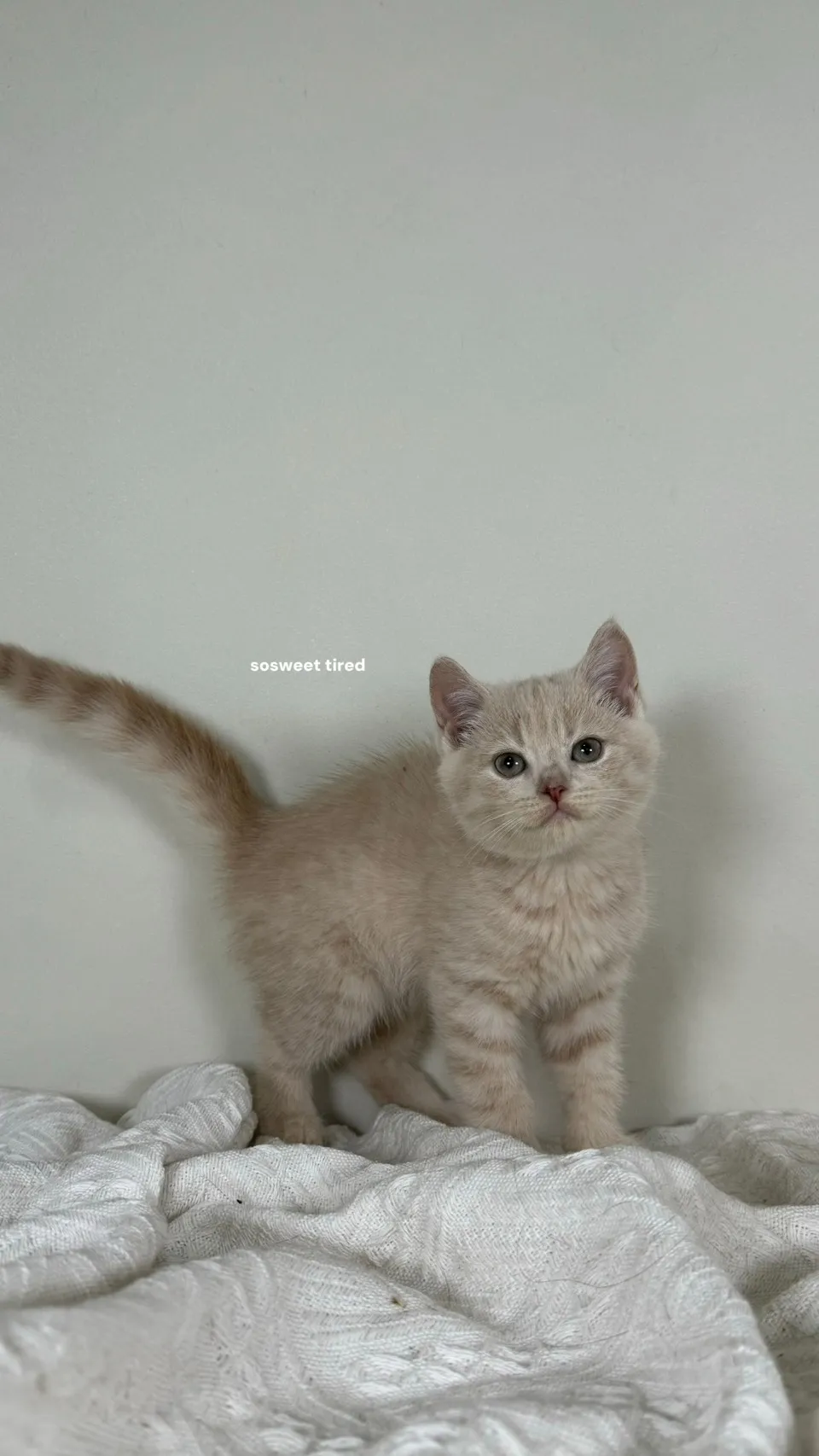 乳色英國短毛貓